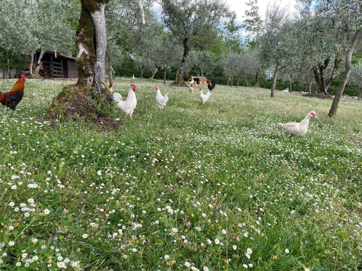 Agriturismo L'Ulivo Padula Exteriör bild